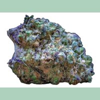 Growers Choice Frozen Cherry Runtz Fem 3St.