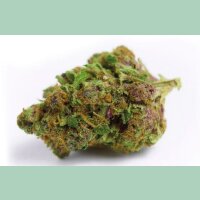 Growers Choice Red Banana Berry Fem 3St.