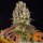 Barneys Farm Sour Diesel Fem 3St.