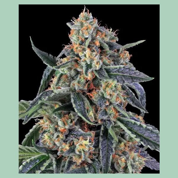 Barneys Farm Cookies Kush Fem 3St.