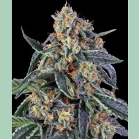 Barneys Farm Cookies Kush Fem 3St.