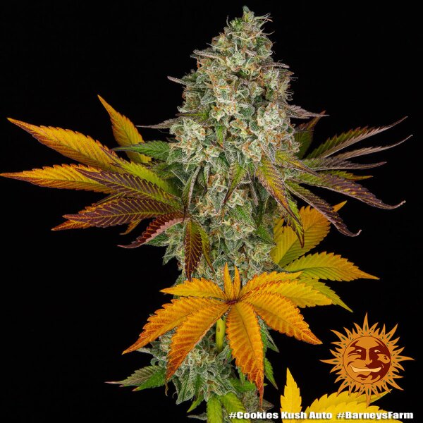 Barneys Farm Cookies Kush Auto Fem 3St.