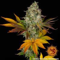 Barneys Farm Cookies Kush Auto Fem 3St.