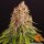 Barneys Farm Pink Kush Fem 3St.