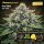 Bloom Bulk Seeds Acai Mint Fem 10St.