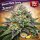 Bloom Bulk Seeds Zerealz Fem 10St.