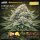 Bloom Bulk Seeds Critical Auto Fem 10St.