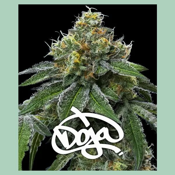Barneys Farm RS11  x Banana OG Fem 3St.