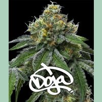 Barneys Farm RS11  x Banana OG Fem 3St.