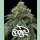 Barneys Farm RS11  x Banana OG Fem 3St.