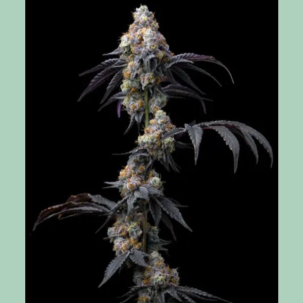 Barneys Farm Rainbow Sherbet Fem 3St.