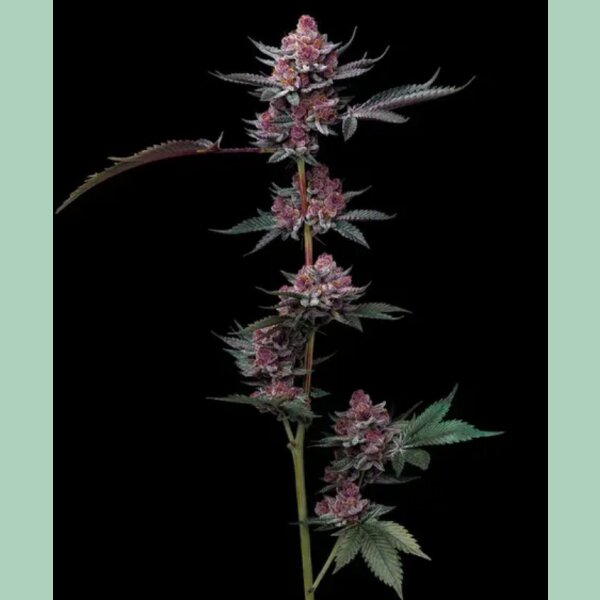 Barneys Farm Cherry Poppers Fem 3St.
