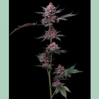 Barneys Farm Cherry Poppers Fem 3St.