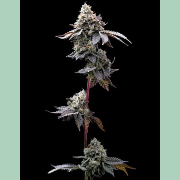 Barneys Farm GMO Cookies Fem 3St.