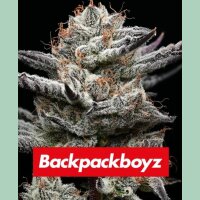 Barneys Farm Black Cherry Gushers Fem 3St.