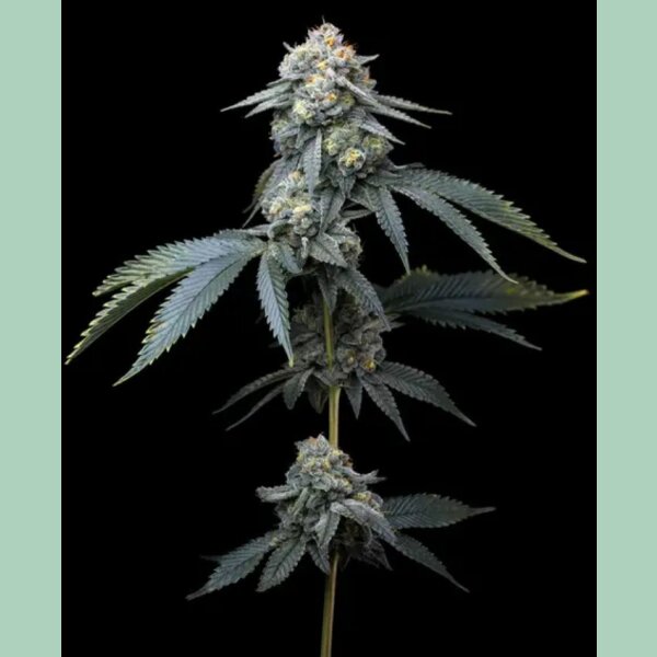 Barneys Farm Jealousy Fem 3St.