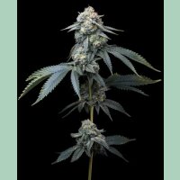 Barneys Farm Jealousy Fem 3St.