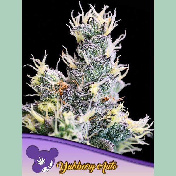 Anesia Yuhbary Auto Fem 3St.