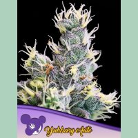Anesia Yuhbary Auto Fem 3St.