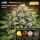 Bloom Bulk Seeds Lemon Cherry Gelato Fem 10St.
