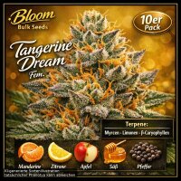 Bloom Bulk Seeds Tangerine Dream Fem 10St.