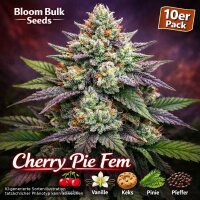 Bloom Bulk Seeds Cherry Pie Fem 10St.