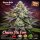Bloom Bulk Seeds Cherry Pie Fem 10St.