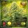 Bloom Bulk Seeds Sour Diesel Go Fast Fem 10St.