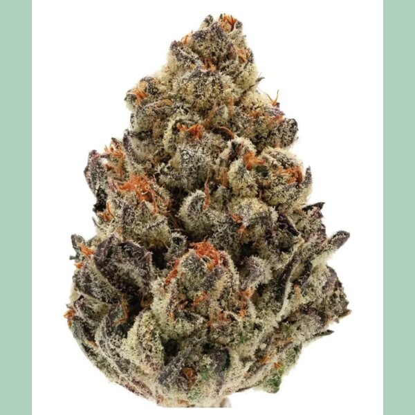 Growers Choice Bruce Banner Auto Fem 3St.