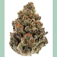 Growers Choice Bruce Banner Auto Fem 3St.