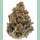 Growers Choice Bruce Banner Auto Fem 3St.