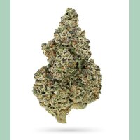 Growers Choice Crazy Roses Fast Version Fem 3St.