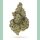Growers Choice Crazy Roses Fast Version Fem 3St.