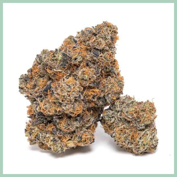 Growers Choice King Louis Garcia Fem 3St.