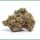 Growers Choice Gorilla Cookies Fem 3St.