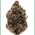 Growers Choice Pink Magic Fast Version Fem 3St.