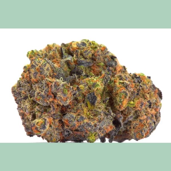 Growers Choice San Fernando Valley X Purps Fem 3St.