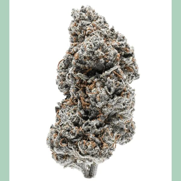 Growers Choice Tangerine Sherbet Fem 3St.