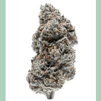 Growers Choice Tangerine Sherbet Fem 3St.