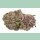Growers Choice Ultra Violet GMO Fem 3St.