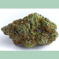 Growers Choice Blue Forest Berry Auto Fem 3St.