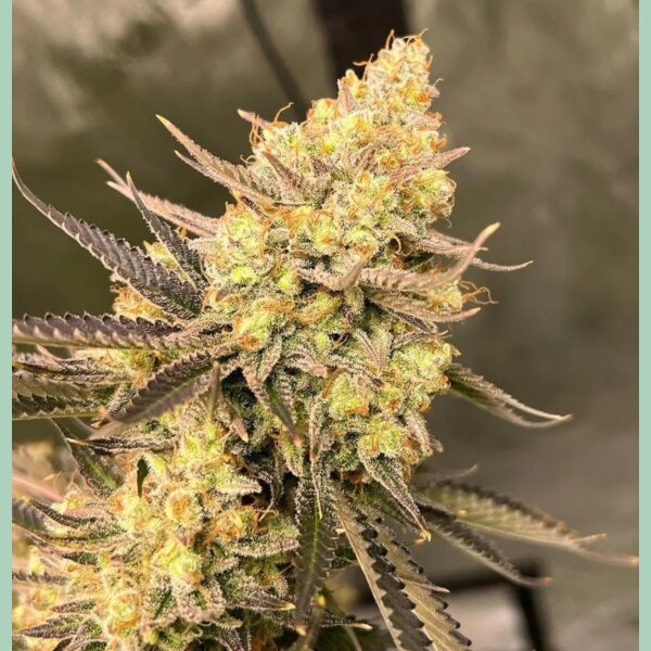 Growers Choice Cherry Zoap Auto Fem 3St.