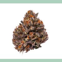 Growers Choice Tropicana Cherry Triploid Fem 3St.