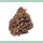 Growers Choice Tropicana Cherry Triploid Fem 3St.