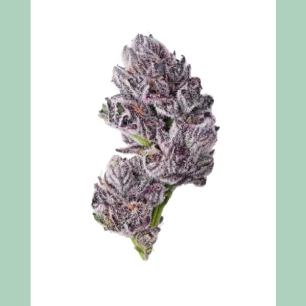 Growers Choice Iced Sangria Triploid Fem 3St.