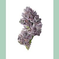 Growers Choice Iced Sangria Triploid Fem 3St.