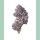 Growers Choice Iced Sangria Triploid Fem 3St.