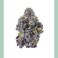 Growers Choice Sticky Wasabi Triploid Fem 3St.
