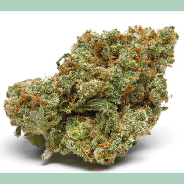 Growers Choice The Real Amnesia Auto Fem 10St.