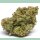 Growers Choice The Real Amnesia Auto Fem 10St.